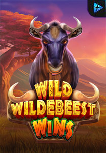 Wild Wildebeest